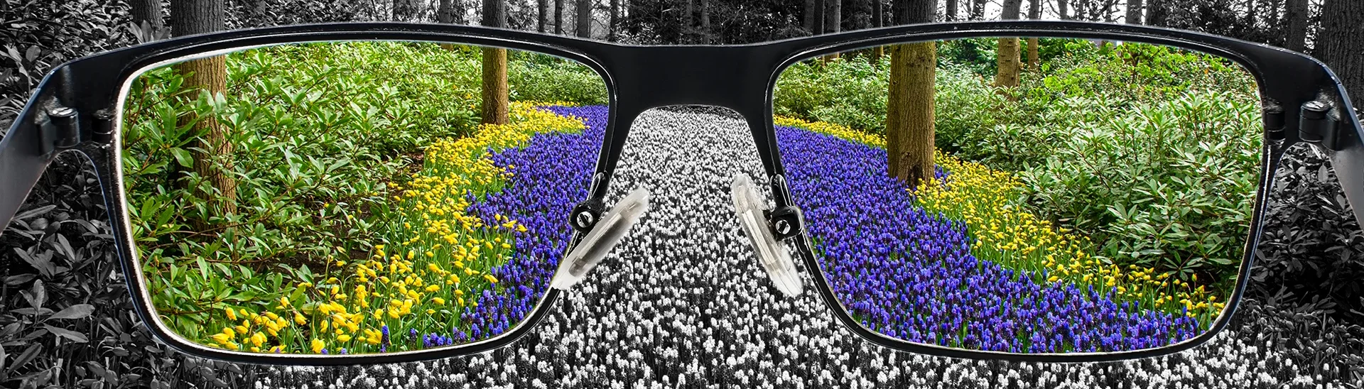 A grey-tone picture of a path in the woods, but looking through the glasses in the photo the path becomes colorful and different.